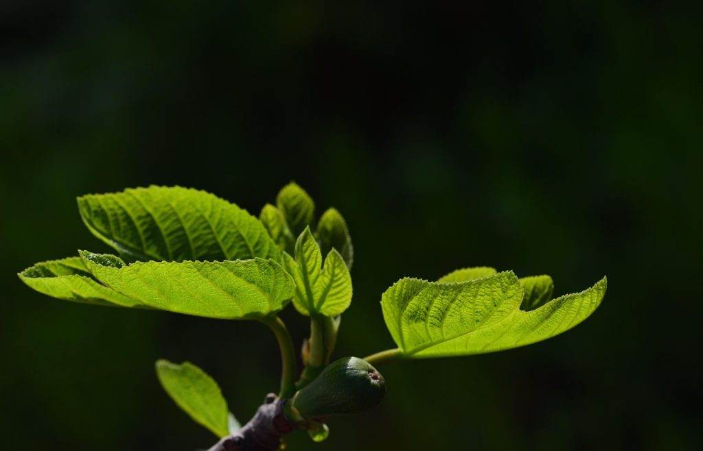 Energiezuinige buitenverlichting: trends voor een verlichte tuin