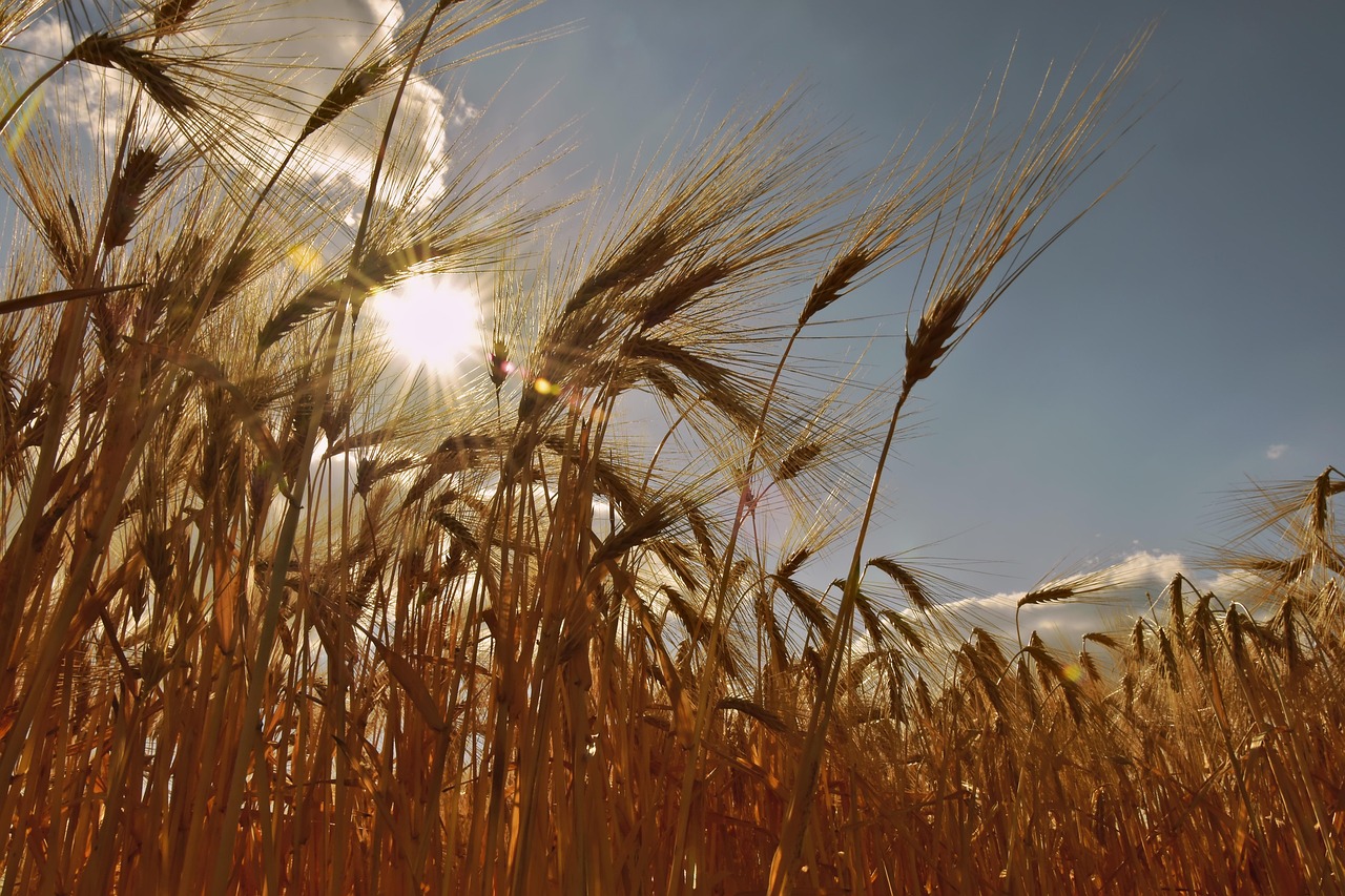 Opengeklapt zonnescherm biedt schaduwrijke bescherming.