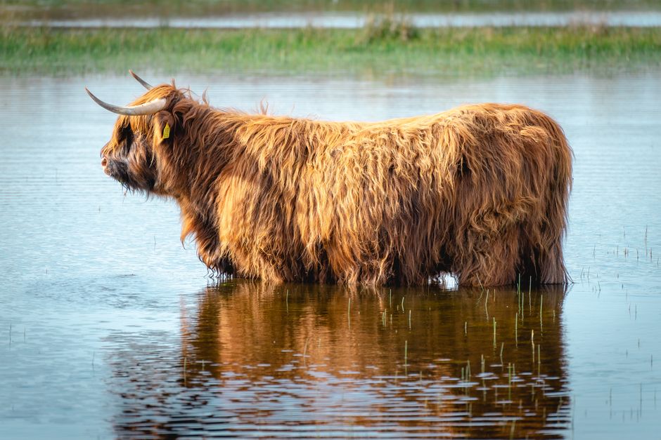 Schotse hooglander behang ideeën voor een rustieke look