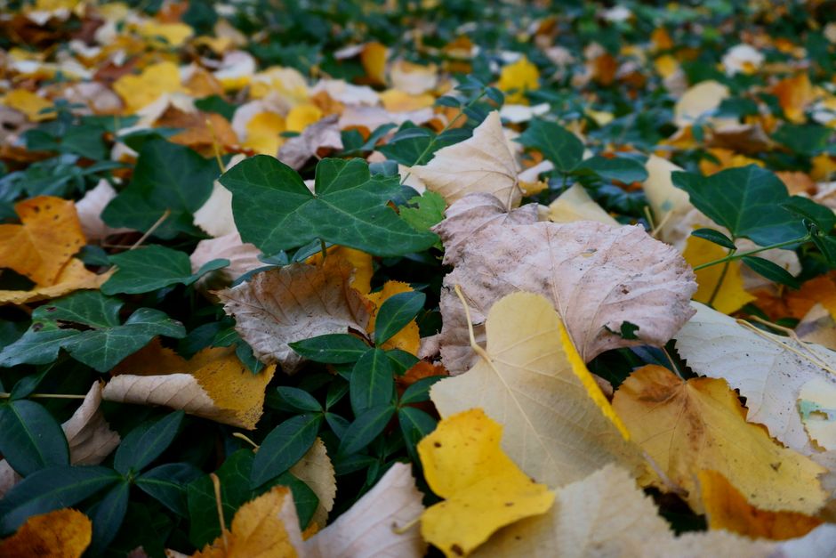 Diverse herfstbloemen kleuren het tuinlandschap.