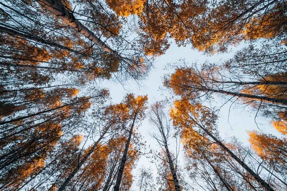 Warme herfstkleuren: styling tips met blauwe gordijnen