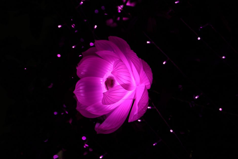 Tuinbeeldjes en planten accentueren door glow-effect. Tuinbeeldjes en planten accentueren door glow-effect.