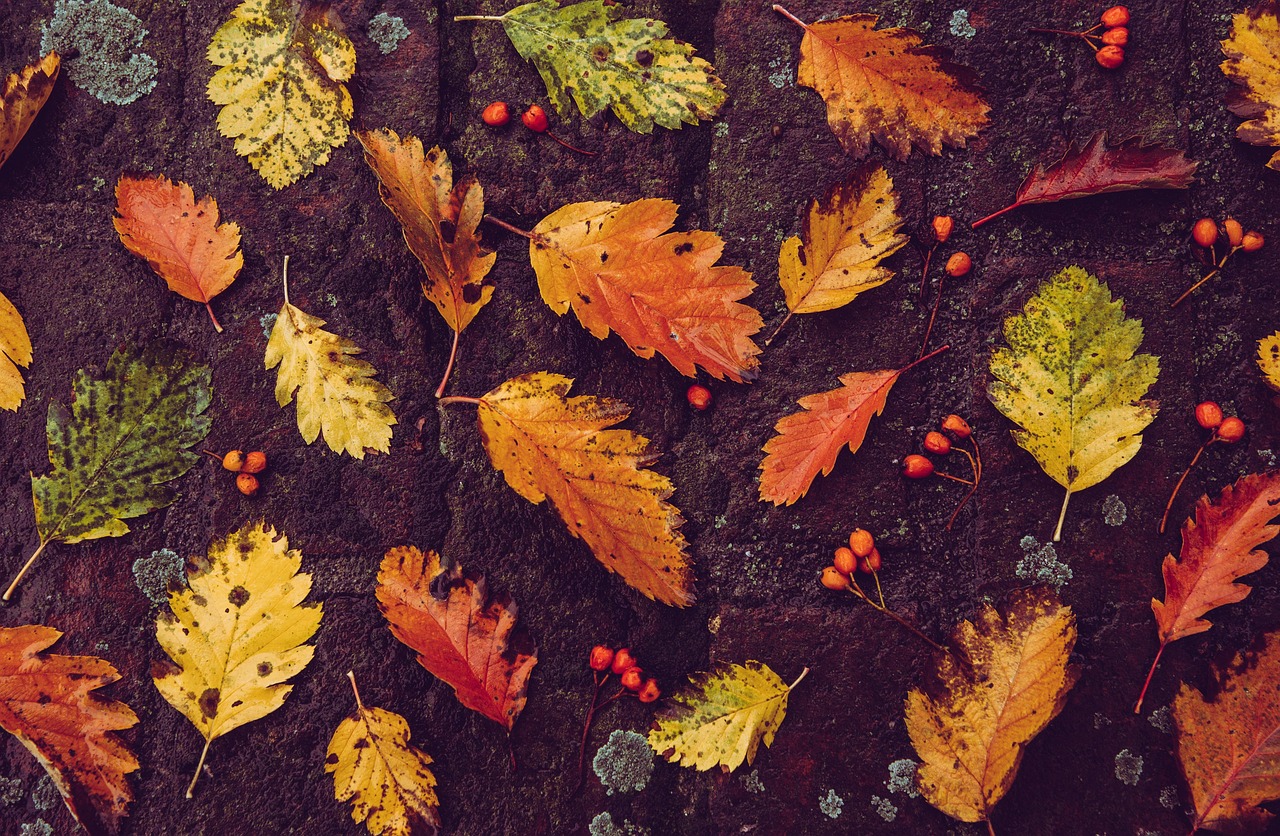 Levendige herfstbladeren als muurfotobehang illusie.